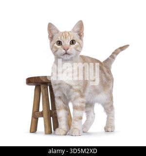 Curious European Shorthair cat kitten, standing facing front beside little wooden stool. Looking straight towards camera. Isolated on a white backgrou Stock Photo