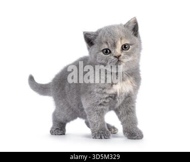 Cute 6 weeks old British Shorthair cat kitten, standing diagonal. Looking straight to camera. Isolated on white, Netherlands Stock Photo
