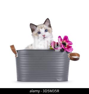 Elegant Ragdoll cat kitten sitting in grey metal bucket with fake pink flowers. Looking curious towards camera with breed typical blue eyes. Isolated Stock Photo