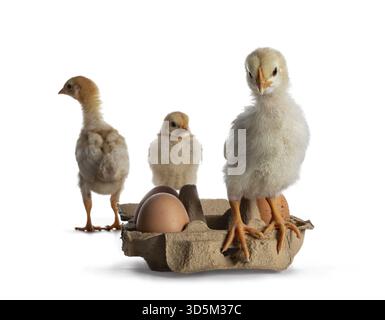 Three cute yellow baby chick, sitting on and standing behind egg box with brown eggs. Looking to camera. Isolated on white background, Netherlands Stock Photo