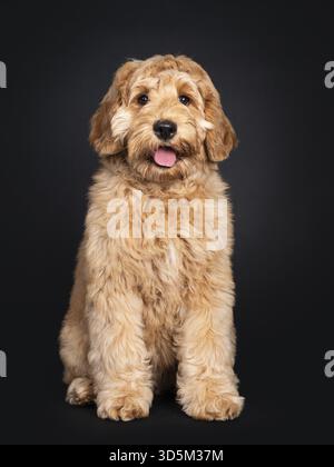 Cute Labradoodle pup, sitting facing front. Looking towards camera with droopy eyes. isolated on black background, Netherlands Stock Photo