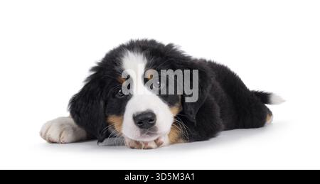 Adorable Bernese Mountain dog puppy, laying down side ways with head down. Looking curious to camera. Isolated on a white background, Netherlands Stock Photo