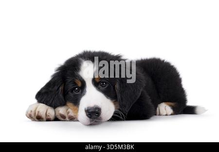 Adorable Bernese Mountain dog puppy, laying down side ways. Looking patiently to camera with head down on paws. Isolated on a white background, Nether Stock Photo