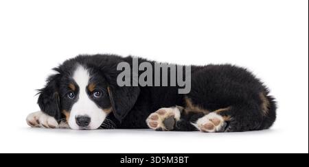 Adorable Bernese Mountain dog puppy, laying down side ways. Looking awaiting to camera with head down on paws. Isolated on a white background, Netherl Stock Photo