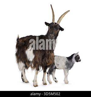 Mother adult brown Dutch Land race goat standing together with black and white baby goat. Mom looking straight to camera with cute head tilt. Isolated Stock Photo