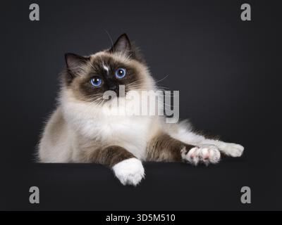 Beautiful young adult seal Ragdoll cat, laying down facing front on edge showing white paws. Looking to camera with mesmerizing blue eyes. Isolated on Stock Photo