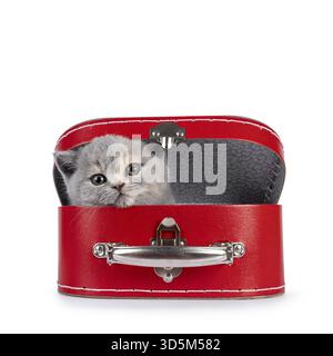 Cute 6 weeks old British Shorthair cat kitten, peeping out of red suitcase. Looking straight to camera. Isolated on white, Netherlands Stock Photo