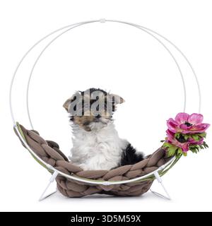 Adorable Biewer Terrier dog pup, sitting in round metal basket with brow pillow and link flower. Looking straight to camera. Isolated on a white backg Stock Photo