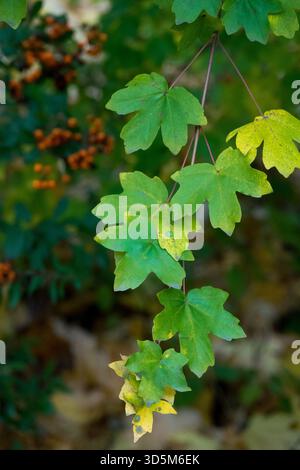 Green and yellow autumn leaves of a field maple tree, Acer campestre on a slender branch, October scenery. Stock Photo
