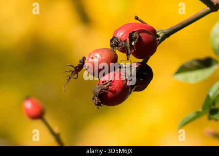 Red Rose hips autumn Stock Photo