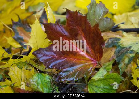 Red and orange autumn maple leaf Sycamore Acer pseudoplatanus lying on a forest floor covered in various wet yellow and green fallen leaves Stock Photo