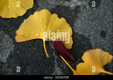 Macro shot of vivid yellow ginkgo leaves on a dark textured surface, speckled with water droplets. A deep red petal adds contrast, capturing autumn co Stock Photo