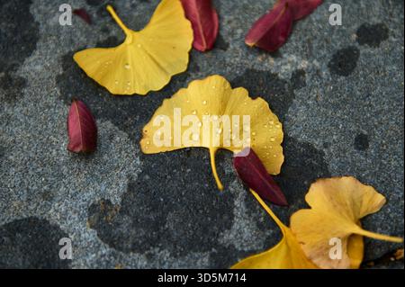 Autumn leaves in bright yellow rest on a textured dark surface, dotted with dew. A calm, nature-centric close-up ideal for fall, backgrounds, and seas Stock Photo