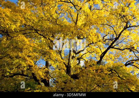 A low-angle, vertical view looking up into the dense, vibrant yellow foliage of a large deciduous tree during the autumn season. Common Hornbeam Stock Photo