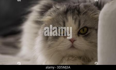 Nana - Scottish Fold Stock Photo