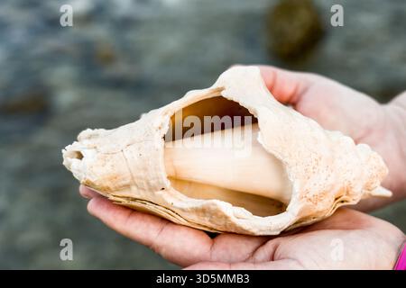 A slightly damaged shell of a giant spider conch (Lambis truncata) rests on a light surface, showing its textured ridges and natural wear. Stock Photo
