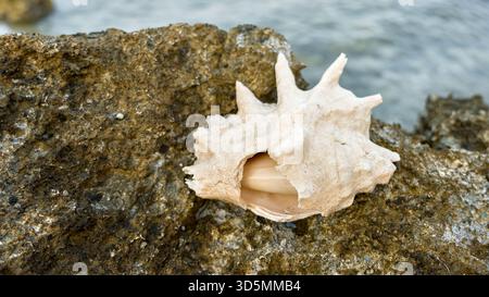 A slightly damaged shell of a giant spider conch (Lambis truncata) rests on a light surface, showing its textured ridges and natural wear. Stock Photo