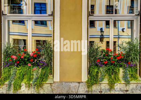 Flower-filled window boxes on a historic Tallinn building, with colorful façades reflected in the glass. Stock Photo