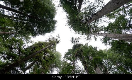 View looking directly up in dense Redwood forest in Prairie Creek Redwoods State Park in Redwood National Park. Orick, California. Stock Photo