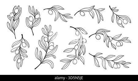 Olive branches with leaves and olives set. Hand drawn botanical elegant linear minimal illustration. Vector outline illustration perfect for packaging, logo, pattern, greeting card, Invitation design Stock Vector