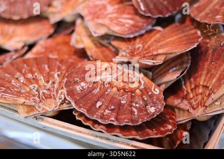 Fresh scallops displayed for sale in fresh seafood market Stock Photo