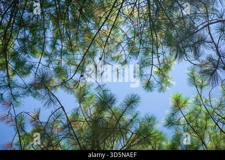 Casuarina tree with fruit, low angle view. Stock Photo
