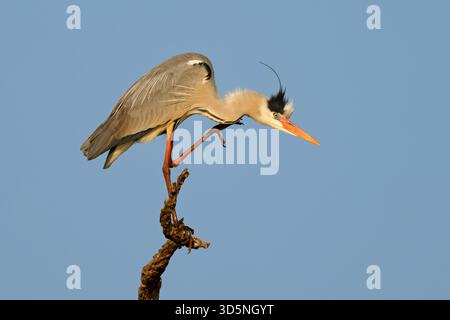 A grey heron (Ardea cinerea) perched on a branch, Kruger National Park, South Africa Stock Photo