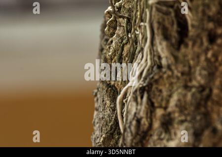Close-Up Of Tree Bark With Exposed Roots And Rough Natural Texture Stock Photo