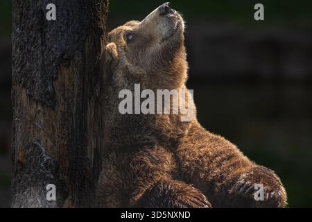 bears when active can be great fun to observe. in the Jurapark, they have a fairly 'large' enclosure. This brown bear is scratching its back on a tree. Stock Photo