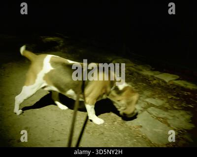 A dog is exploring a dimly lit path at night while on a leash. The dog sniffs the ground, showcasing its curiosity in the serene environment. Stock Photo