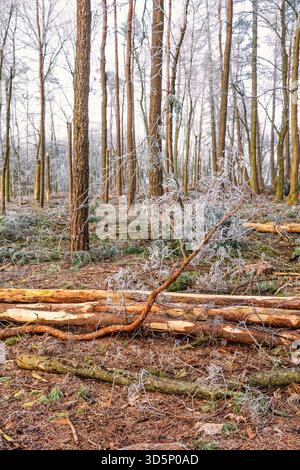 Forestry with thinning of a forest in winter Stock Photo