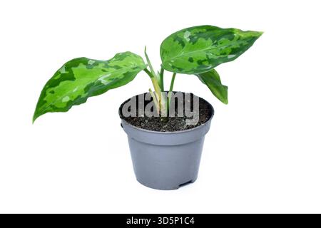 Small Aglaonema pictum tricolor houseplant with camouflage patterned leaves with dark green, light green and silvery spots on white background Stock Photo