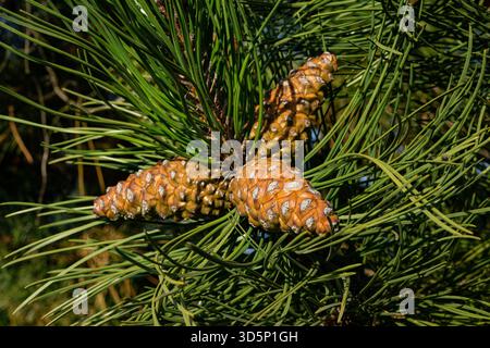 Pine Cones on a Pine Tree Stock Photo