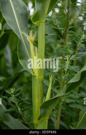 Close-up of young corn plant with developing ear and fresh corn silk growing in a green field Stock Photo