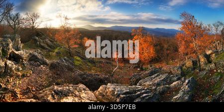 Sunset in an autumn birch grove with golden leaves and sunrays cutting through the trees on a sunny evening during the fall. Stock Photo