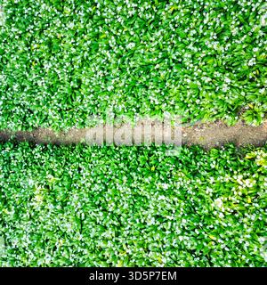 Forest trail covered with wild white garlic seen from above, abstract photo Stock Photo