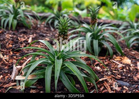 pineapple plant growing in a ecco farm in Australia Stock Photo