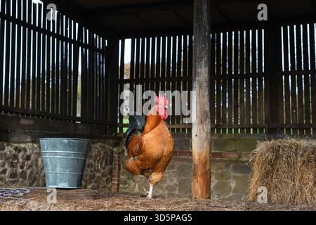 Farmyard chicken Stock Photo