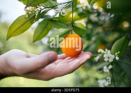 A hand is reaching out to grasp a ripe orange from a vibrant tree, surrounded by lush green leaves and blooming white flowers, showcasing the beauty o Stock Photo
