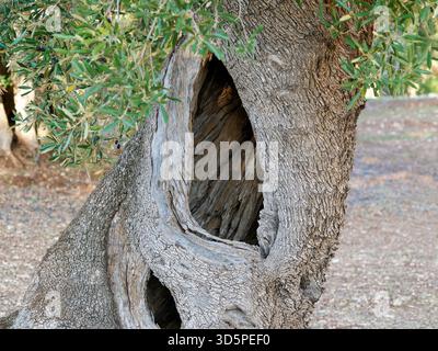 Ancient Olive Tree With Hollow Trunk In Sunlit Grove For Rustic Garden Scene Stock Photo
