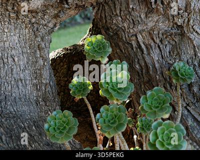 Green Succulent Rosettes Growing From Tree Trunk in a Natural Outdoor Setting Stock Photo