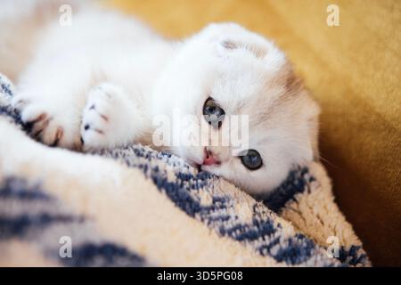 Fluffy Scottish fold kitten with striking blue eyes is playfully resting on a soft blanket, highlighting its adorable features and cozy atmosphere in Stock Photo