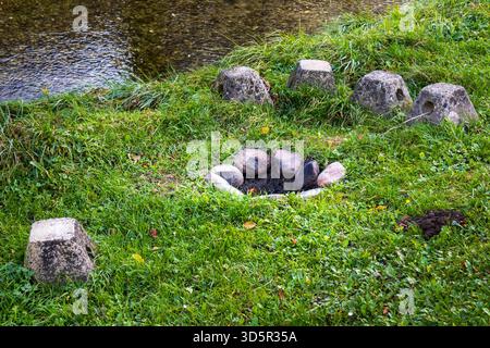 Stone Fire Pit Surrounded by Concrete Blocks on Grassy Riverbank Stock Photo