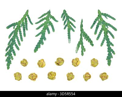 Set of thuja branches and cones on a white background Stock Vector