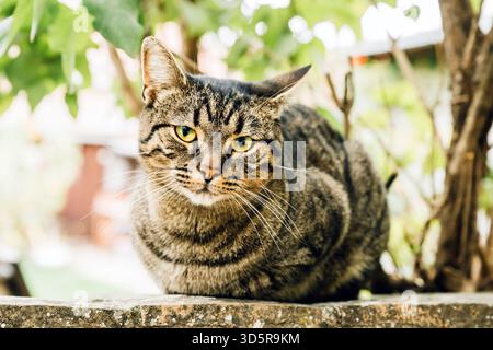 Relaxed tabby cat with striped fur and characteristic M-shaped forehead marking lying on concrete wall outdoors. Selective focus. Stock Photo