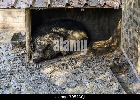 Woolly mangalitza pig relaxing in muddy farm enclosure, peaceful livestock scene in natural environment. Selective focus. Stock Photo