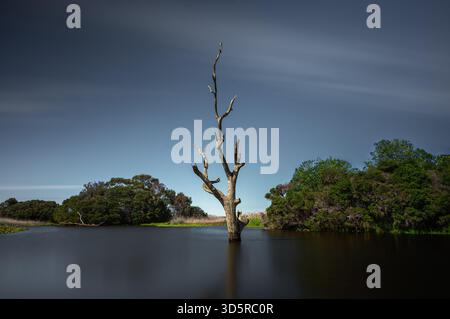 A lone dead tree stands in the center of quiet wetlands. Stock Photo