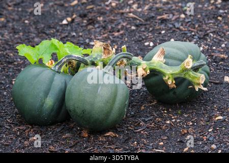 Cucurbita pepo Honey Bear, squash Honey Bear, Winter squash, 'mini' acorn fruits, dark, glossy, ribbed skin in Autumn Stock Photo