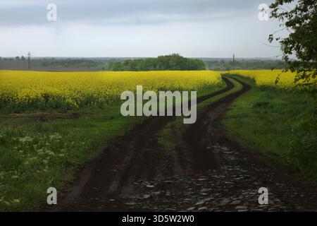 Winding wet dirt road through bright yellow rapeseed fields after rain Stock Photo