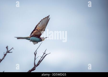 European Bee eater in flight isolated in blue sky in Greater Kruger National park, South Africa ; Specie family Merops apiaster of Meropidae Stock Photo